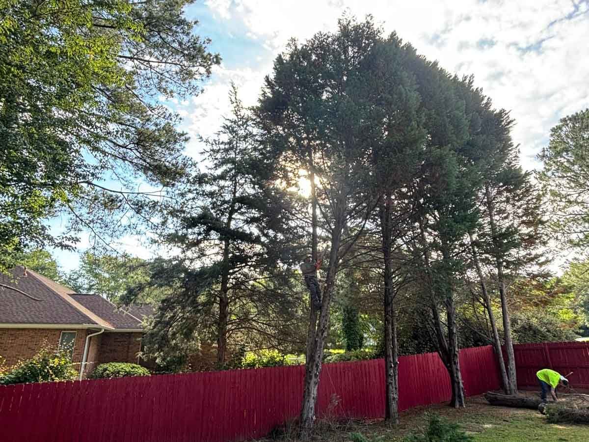 El Costeño Tree Service LLC